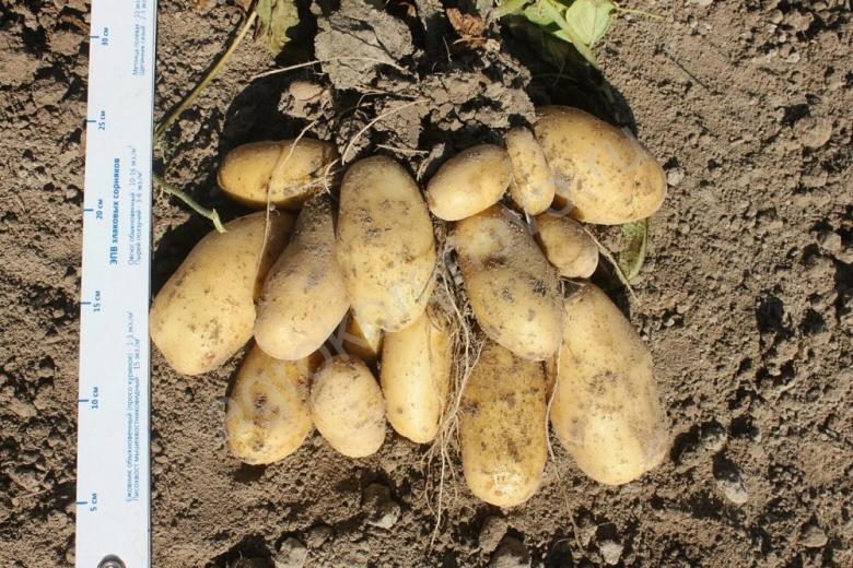 Российские селекционеры создали засухоустойчивый сорт картофеля для фри